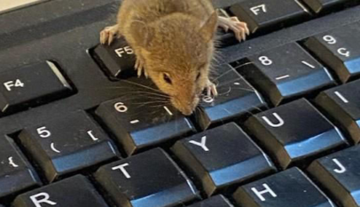 souris rat ordinateur