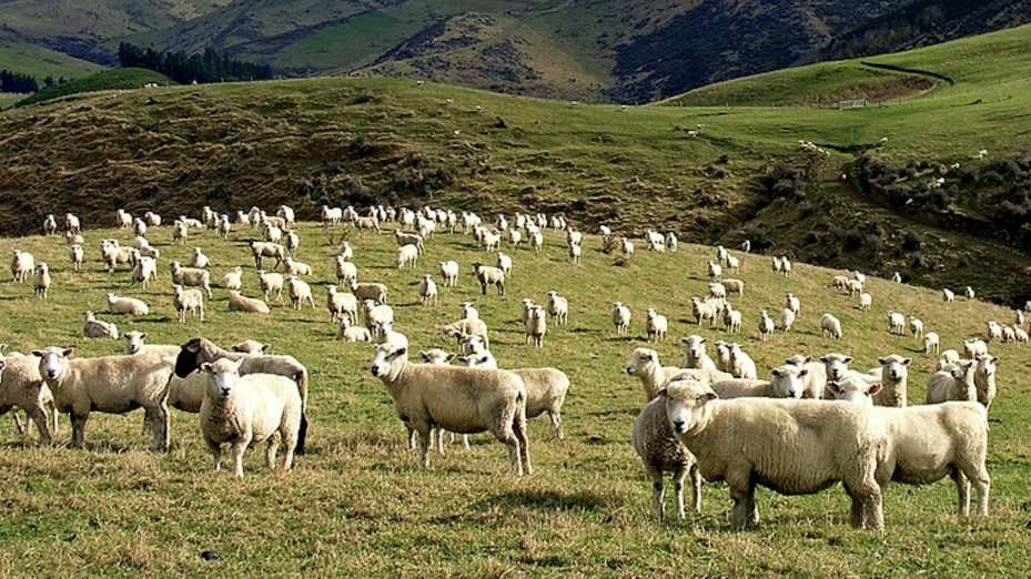 moutons Nouvelle-Zélande