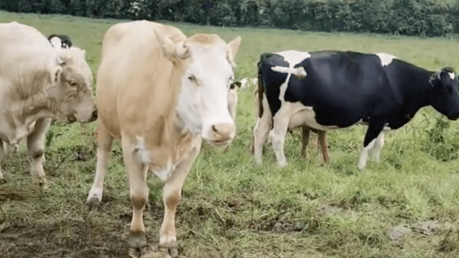vaches Irlande Capture d’écran: Irish Cailin Tikt-Tok