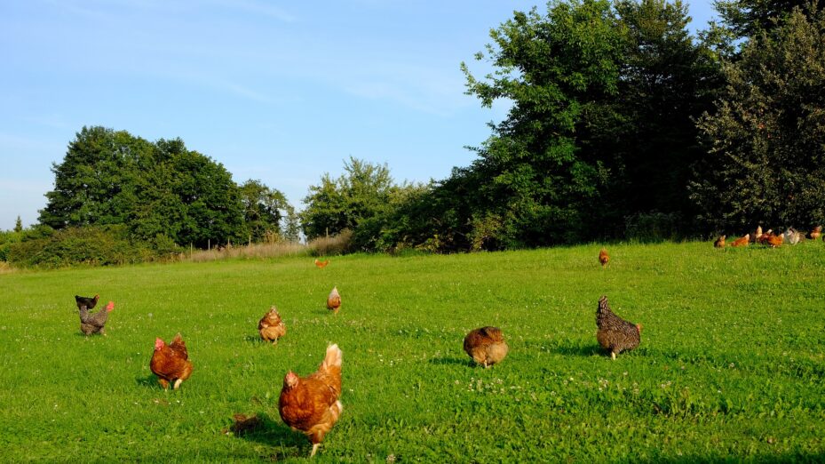 élevage poulets volaille ferme éleveurs campagne
