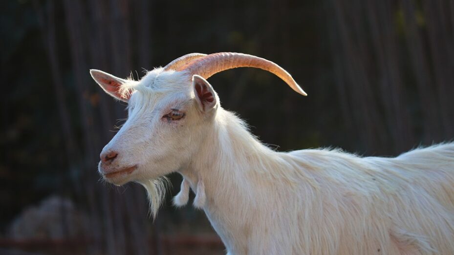 goat-6750208_960_720