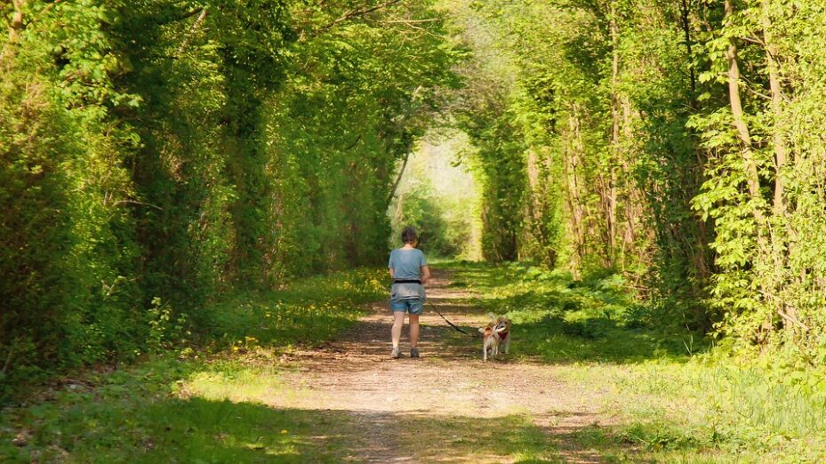 promenade en forêt