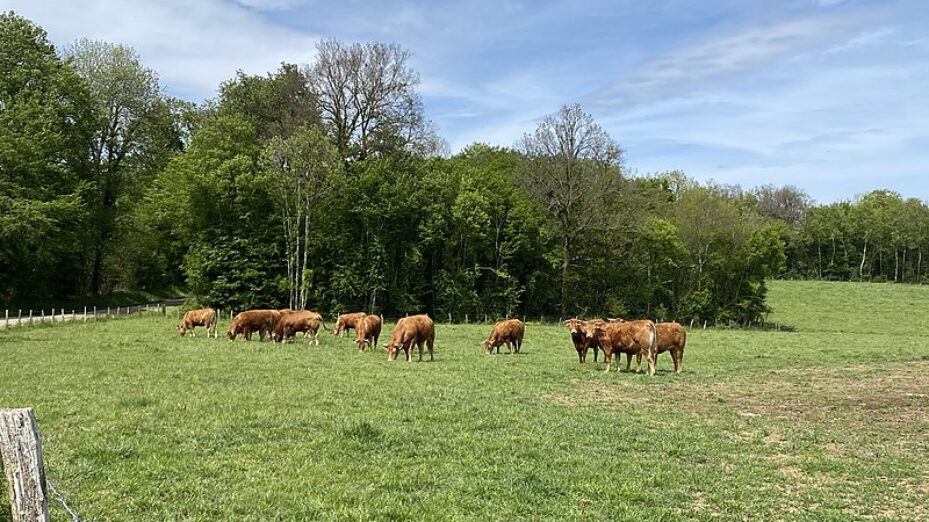 Bœuf_broutant_dans_une_prairie