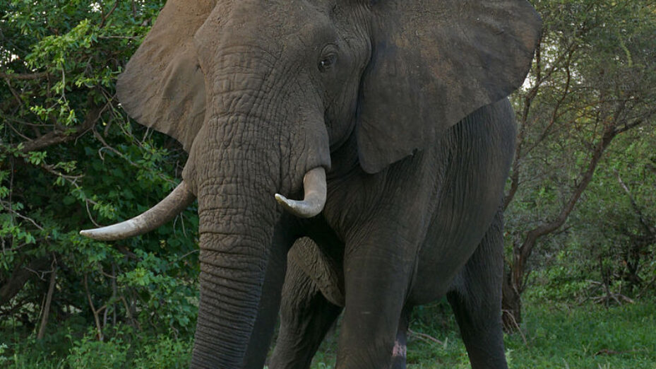 African_Elephant_(Loxodonta_africana)_male_(17289351322)