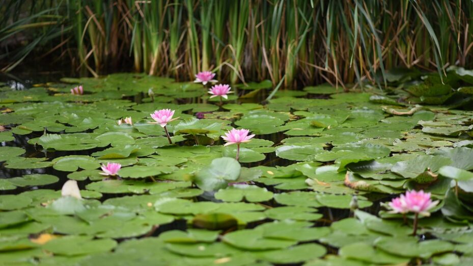 water-lily-1260870_960_720