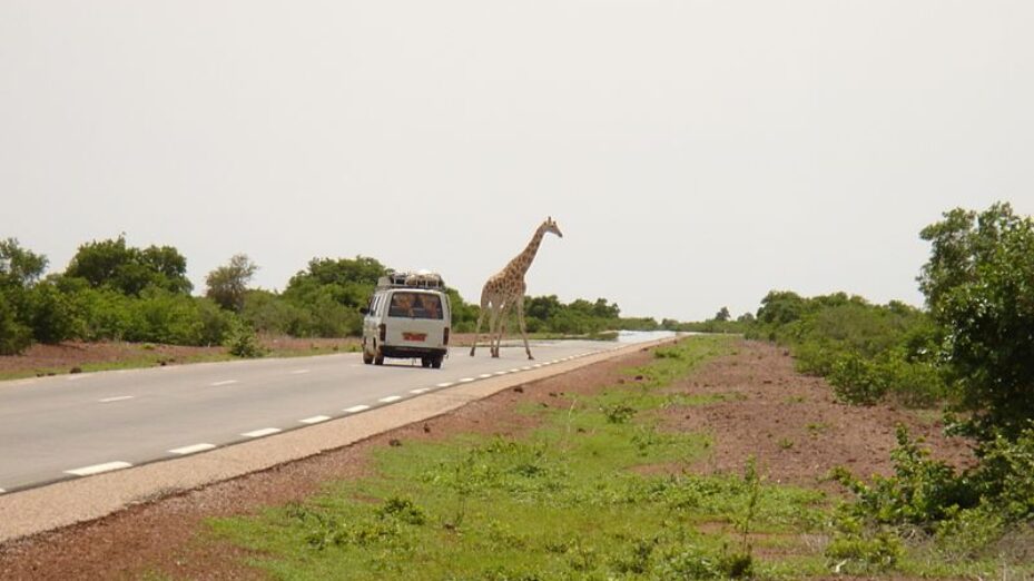 Girafe_du_Niger