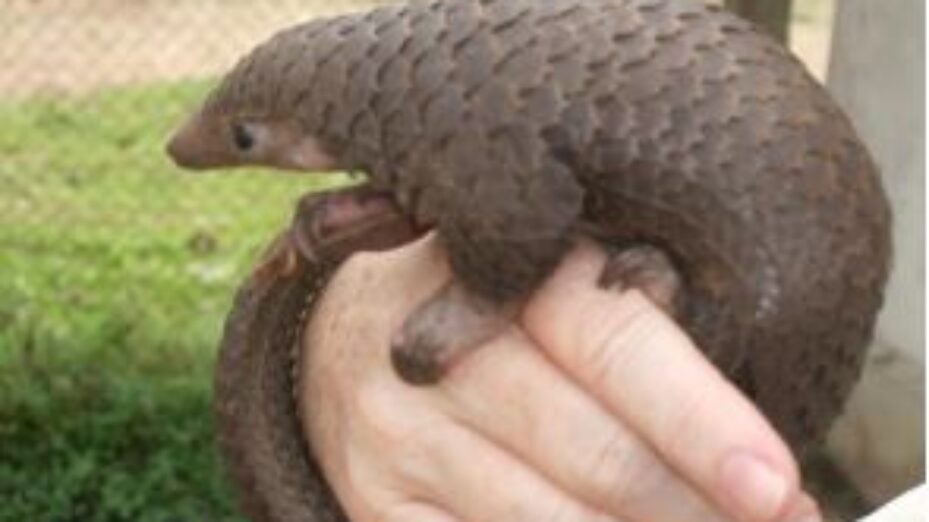 Pangolin main