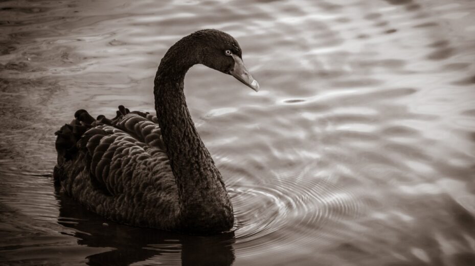 Cygne noir