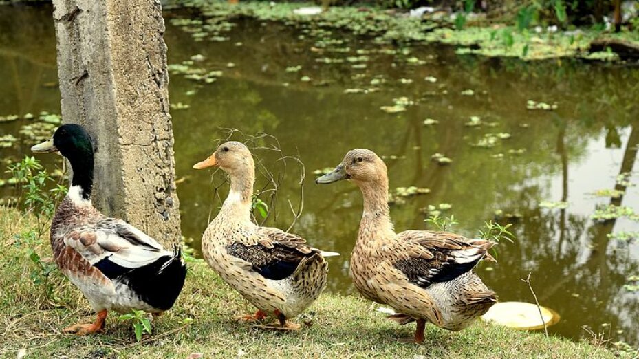 Three_Ducks