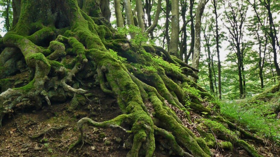 root_tree_root_tree_nature_log_bark_old_wood-984641
