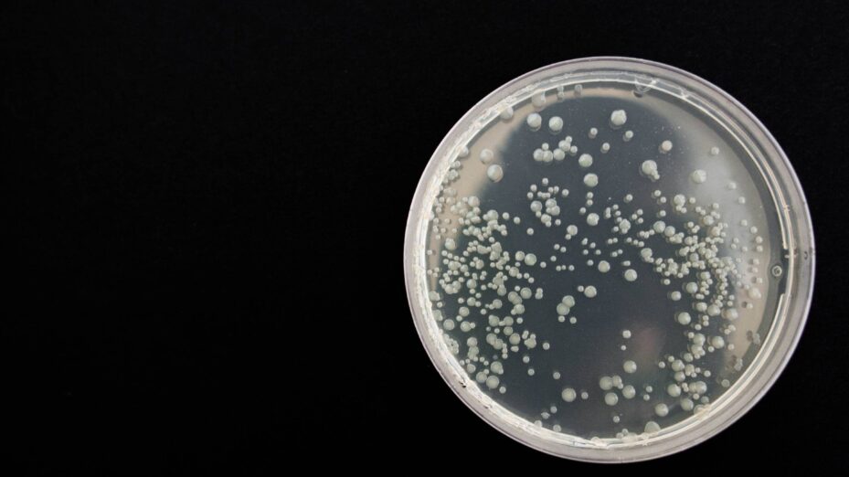 bacteria-359956