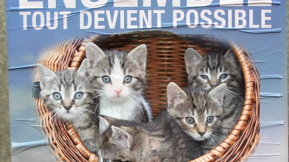 Affiche chatons animaux