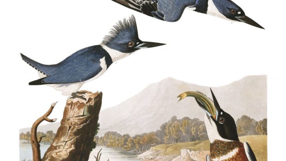 audubon-oiseau-amerique-02-757x920