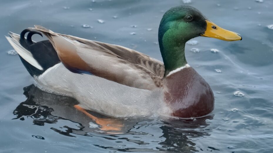 CANARD