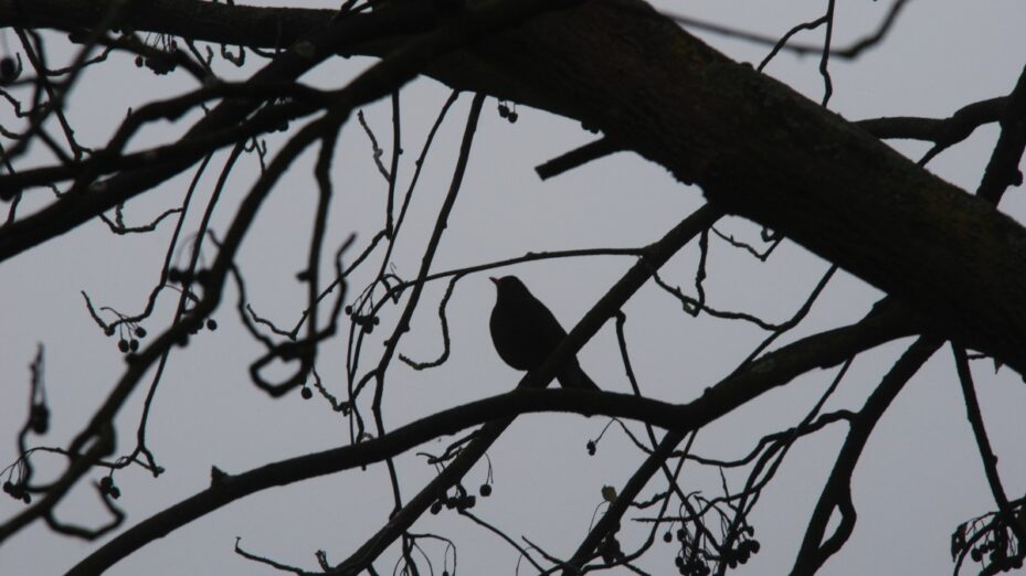 fog_bird_silhouette_blackbird_branch_black_tree-617636