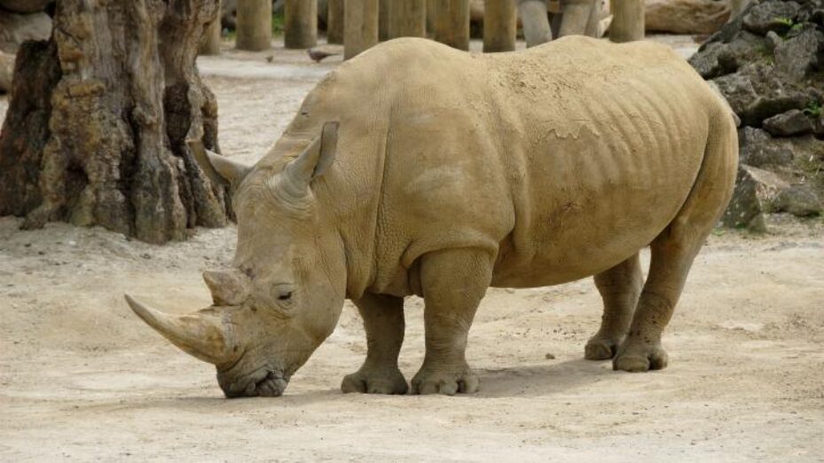 african-rhinoceros-725x486