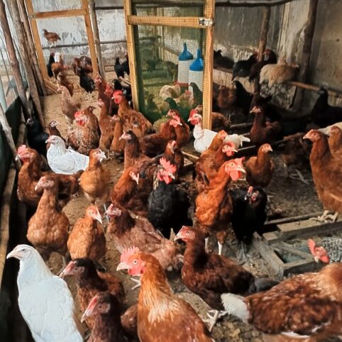 [SANTE ET POLITIQUE] Après le Covid, une pandémie de grippe aviaire ?
