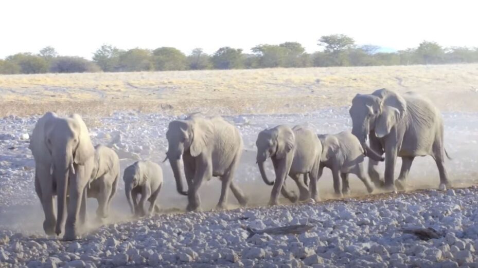 Capture d’écran © Centrale du film animalier « Namibie magique »