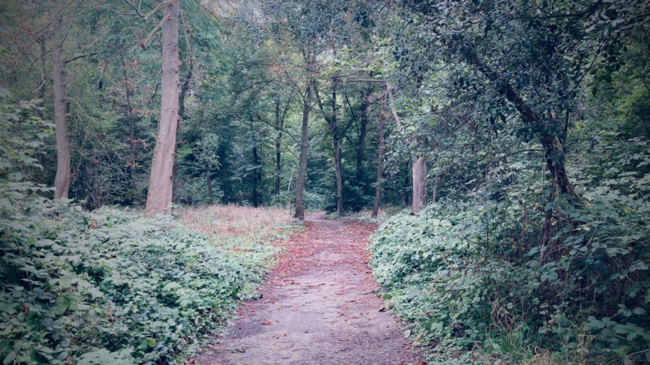 Le corps de Philippine a été retrouvé dans une zone boisée du bois de Boulogne © Boulevard Voltaire