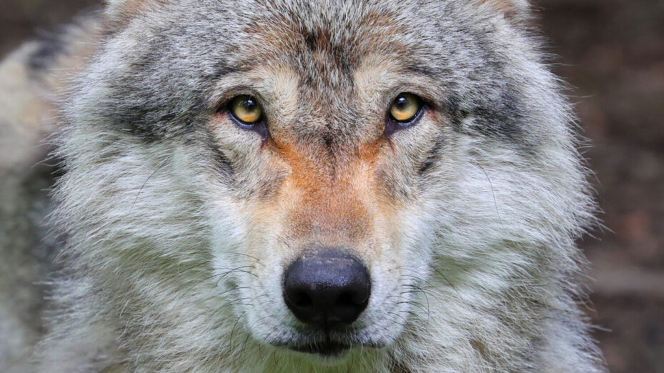 Loup gris. © Clément Bardot Wikipedia Creative Commons Attribution-Share Alike 4.0 International