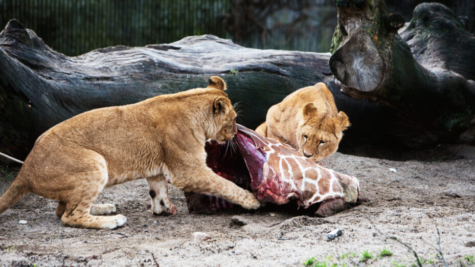 Février 2014: des lions du zoo de Copenhague se régalent des restes d'une girafe de deux ans, Marius, euthanasiée quelques jours auparavant.
AFP PHOTO / Scanpix Denmark / KASPER PALSNOV / DENMARK OUT