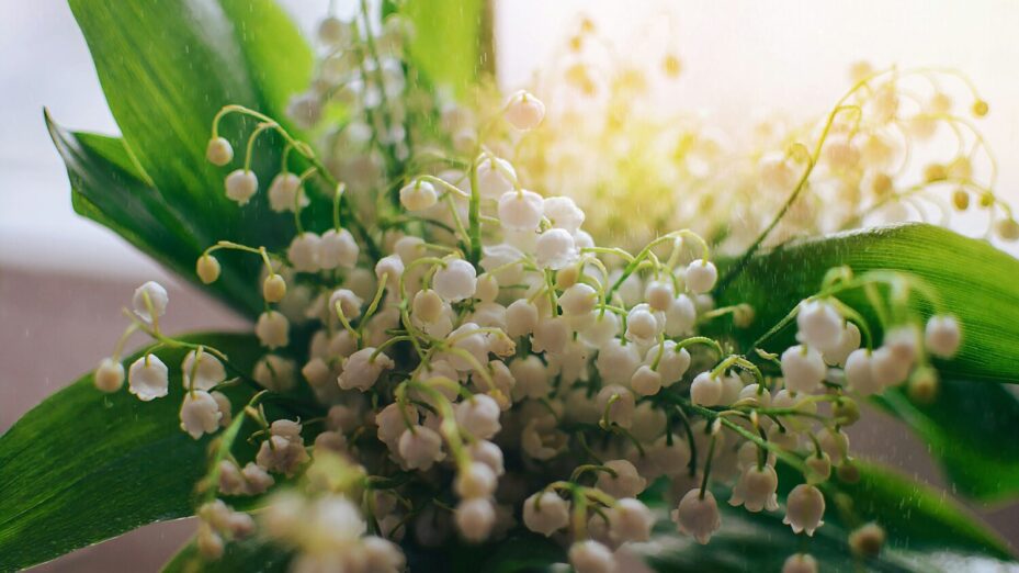 muguet @Yura Batiushyn-Unsplash