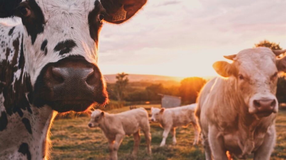 vaches @Stijn te Strake-Unsplash