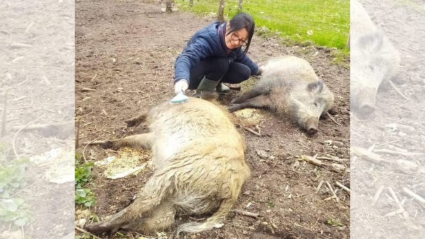 [ANIMAUX] Contre deux sangliers sauvés, la Justice donne toute sa mesure