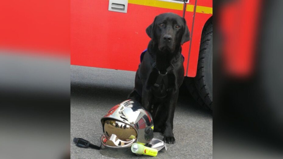 Lol chien d’assistance judiciaire Lol, le premier chien d'assistance judiciaire en France, auprès du tribunal de Cahors. D.R.