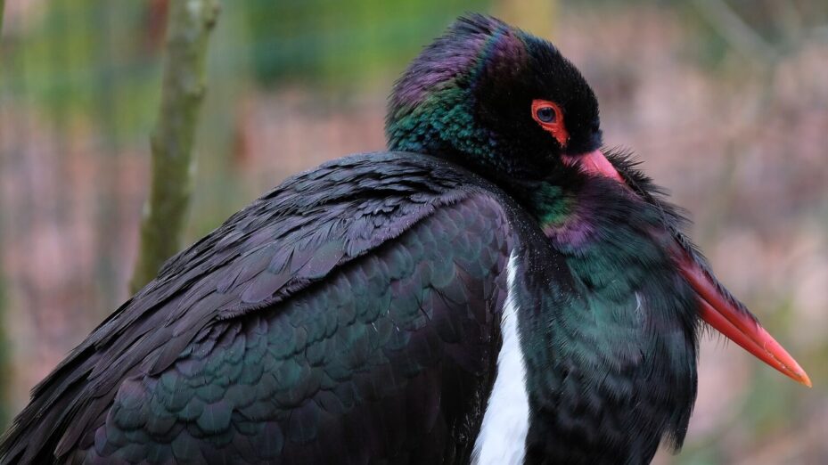 @Musicaline-Wikimedia Commons