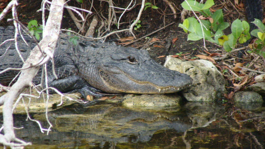Un alligator de Big Cypress. © www.nps.gov