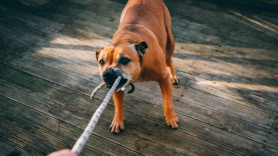 Photo de Darcy Lawrey / www.pexels.com
