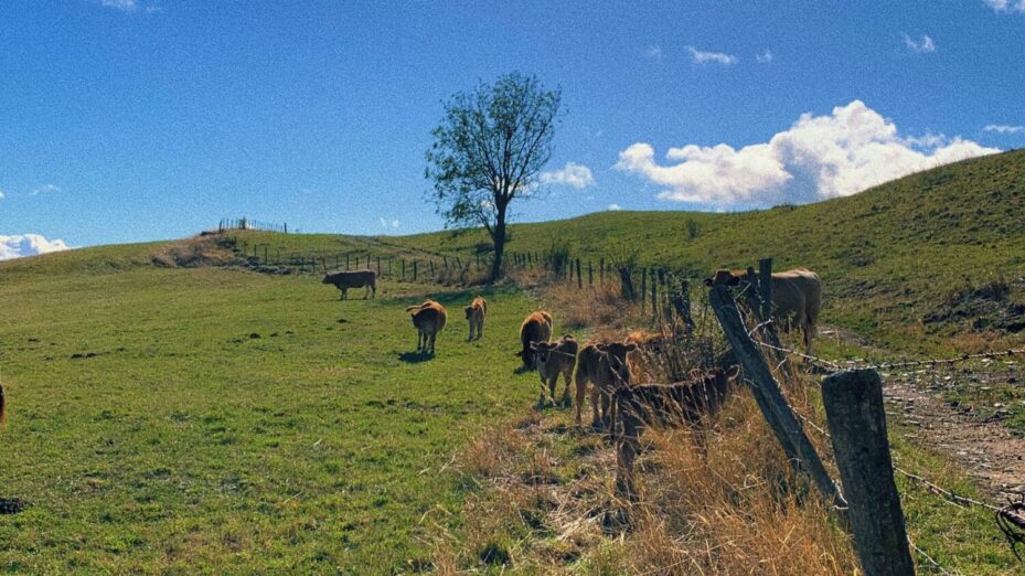 Elevage vaches ©Aliénor de Pompignan