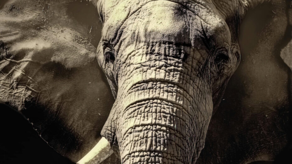 Photo de Nicolette  Villavicencio www.pexels.com