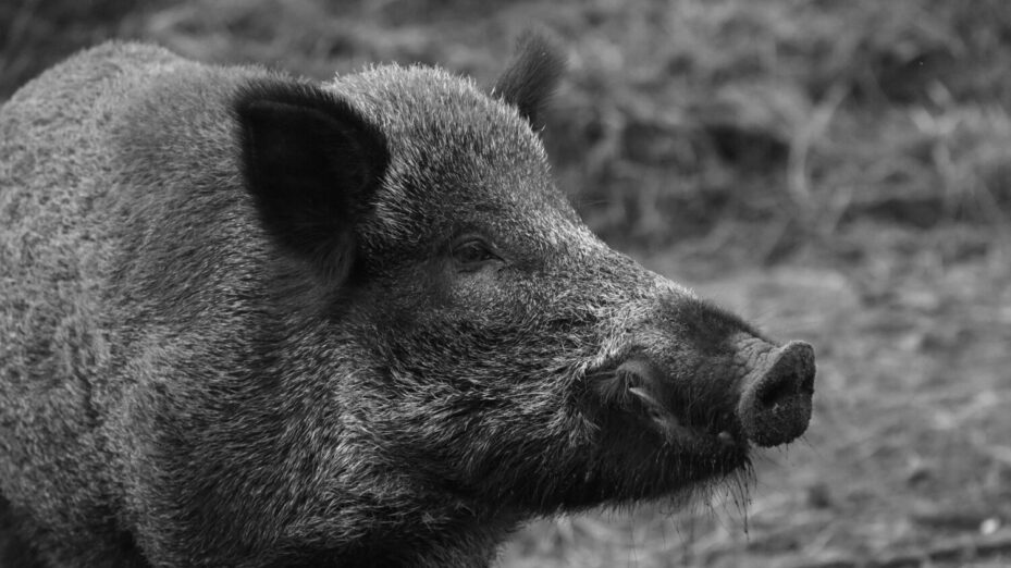 Photo de Pixabay: https://www.pexels.com/fr-fr/photo/sanglier-noir-236684/