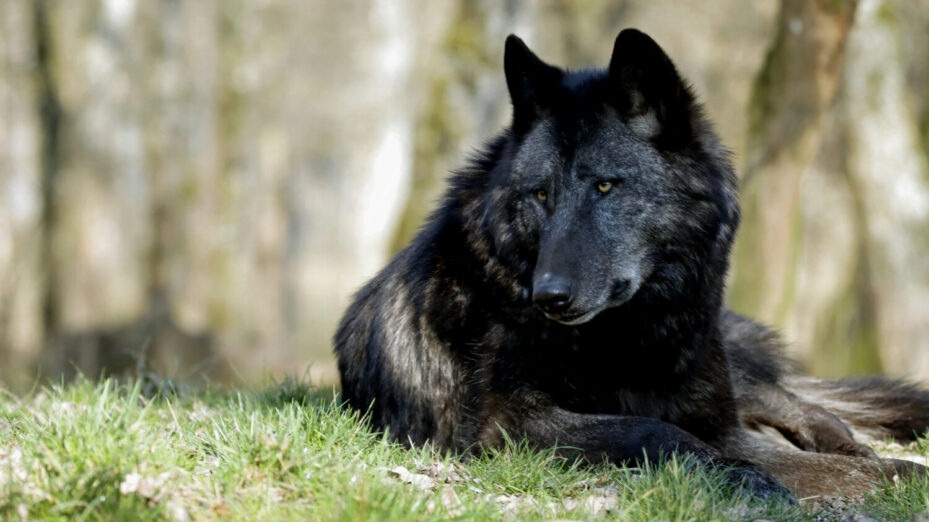 Photo de patrice schoefolt: https://www.pexels.com/fr-fr/photo/loup-noir-mentir-predateur-11612094/