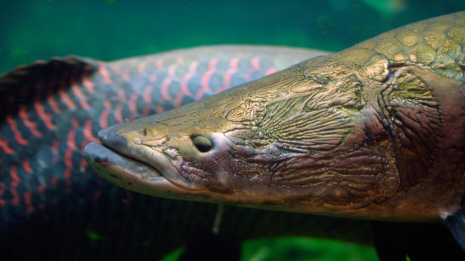 By Jeff Kubina from Columbia, Maryland - Arapaima, CC BY-SA 2.0, https://commons.wikimedia.org/w/index.php?curid=9028032