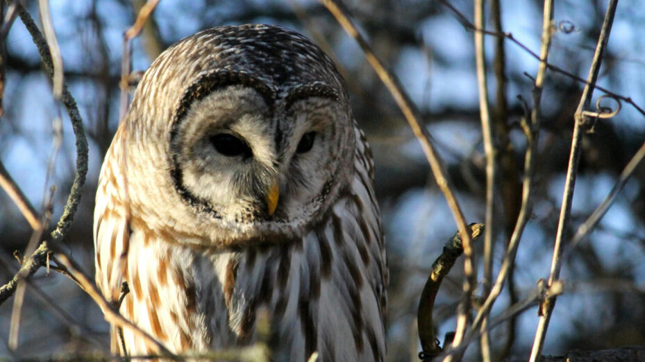 Une chouette rayée.
Photo de Harvey Reed: https://www.pexels.com/fr-fr/photo/oiseau-branches-photographie-animaliere-aviaire-6152689/