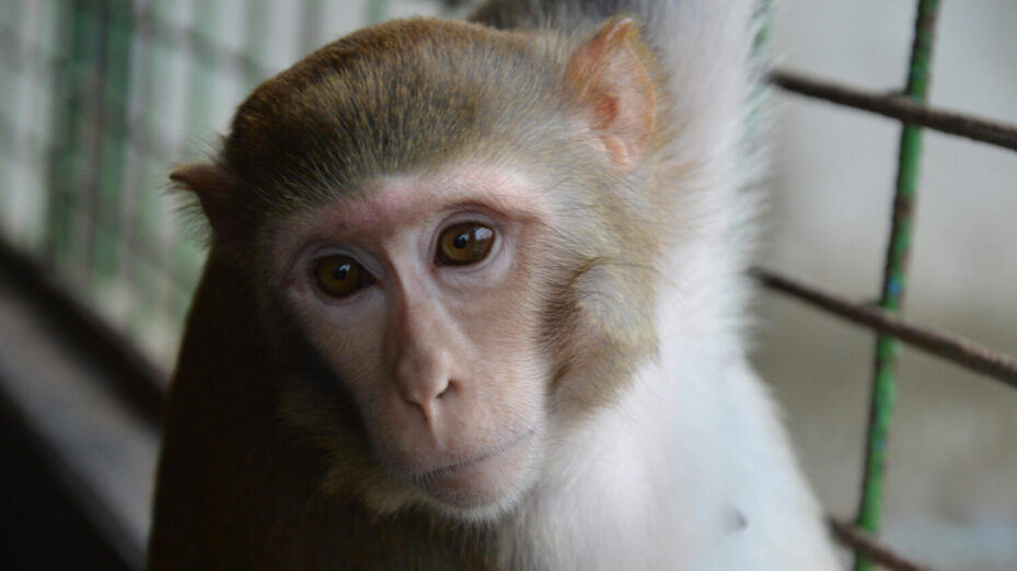 Photo de Ashraful Islam: https://www.pexels.com/fr-fr/photo/mignon-fourrure-zoo-regarder-25186512/