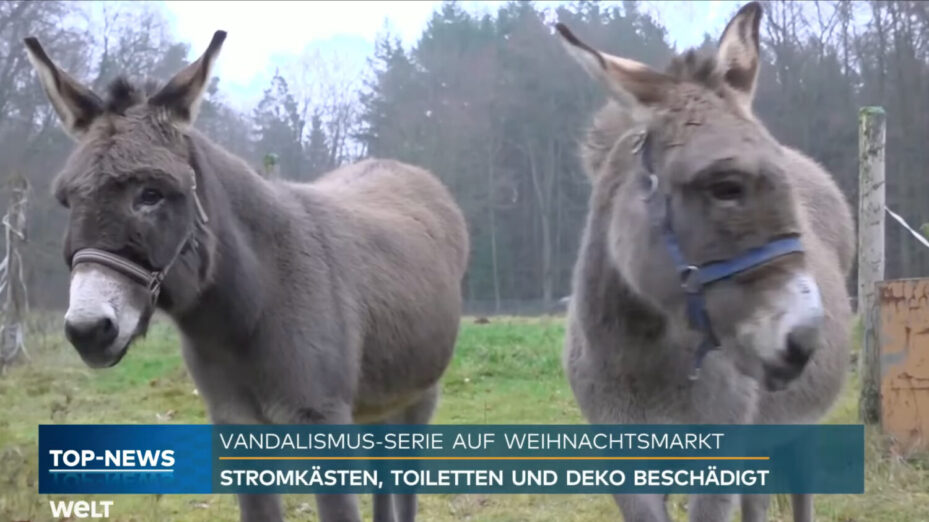 Max et Lily ont retrouvé leur enclos et la sécurité. © Capture d’écran Welt