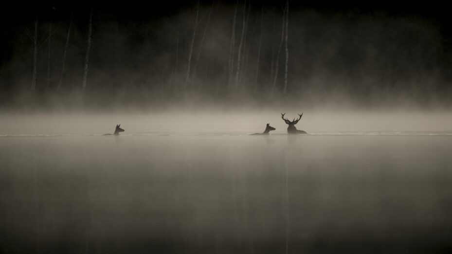 15740-lechantdesforets-vincentmunier