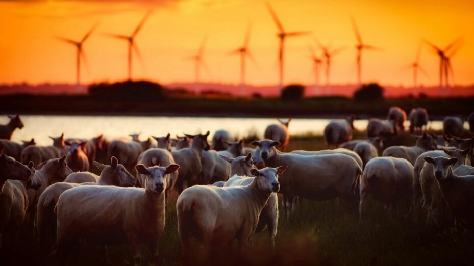 Photo de Pixabay: https://www.pexels.com/fr-fr/photo/troupeau-de-moutons-533848/