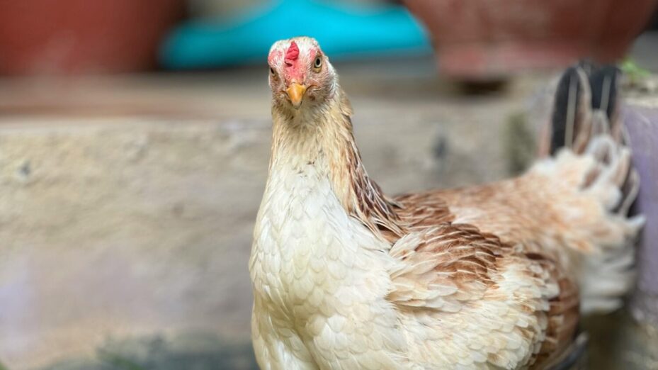 Photo de Anurag Gusain: https://www.pexels.com/fr-fr/photo/29011188/