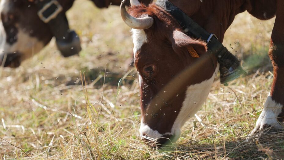 Les Abondances de Savoie visées aussi par les abattages ©Jean Bexon