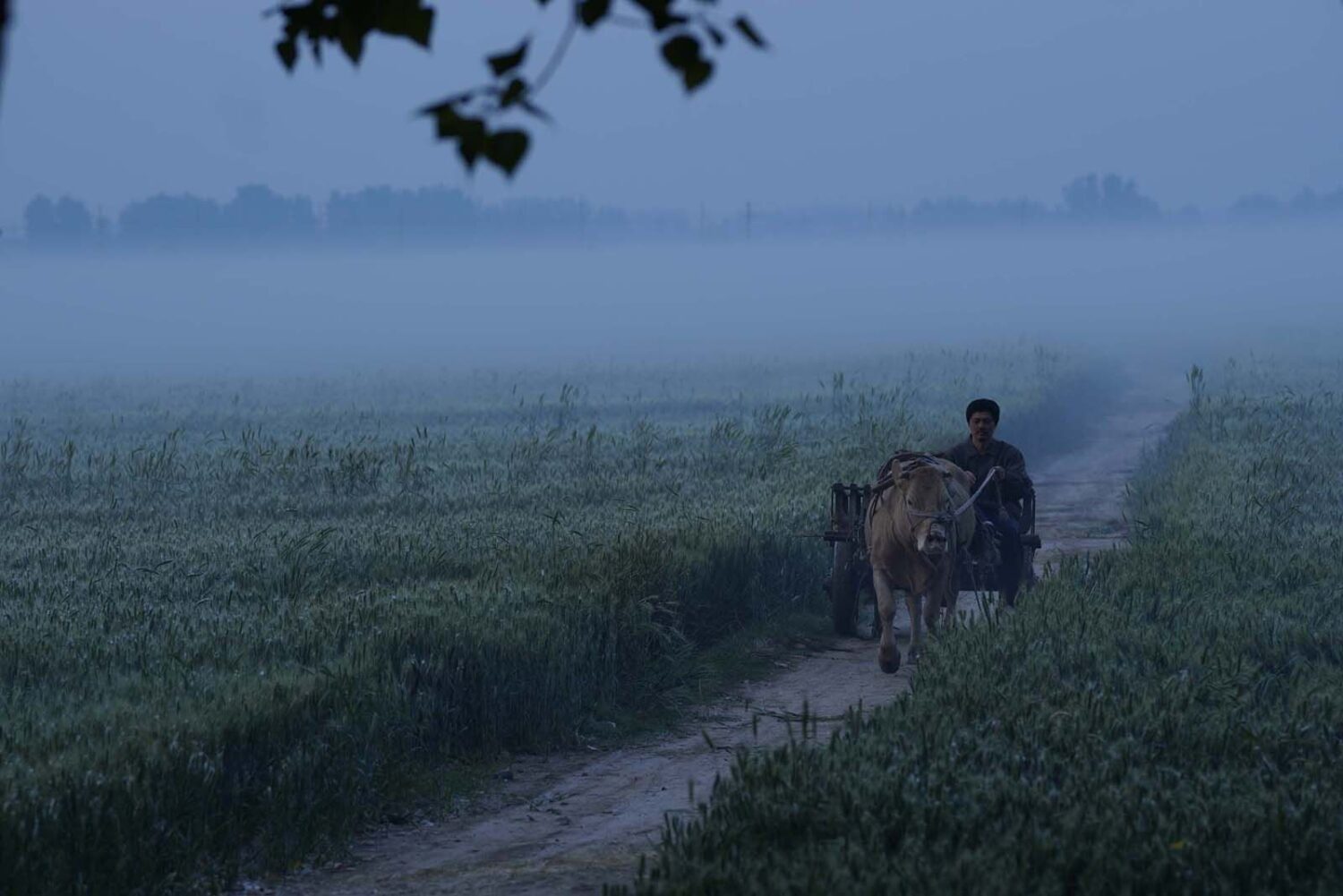 
		Commentaires sur [CINÉMA] Le Temps des moissons, la Chine rurale en voie de modernisation par Andy Vaujambon		
