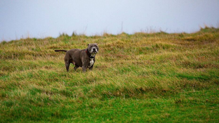 Photo de Tony Zohari: https://www.pexels.com/fr-fr/photo/staffordshire-bull-terrier-sur-un-pre-anglais-29589863/