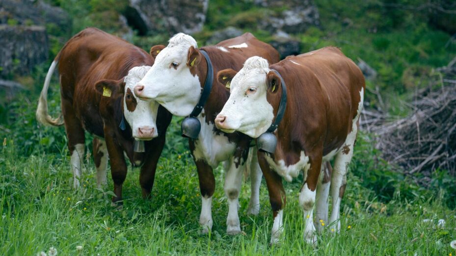 Photo de eberhard grossgasteiger - www.pexels.com