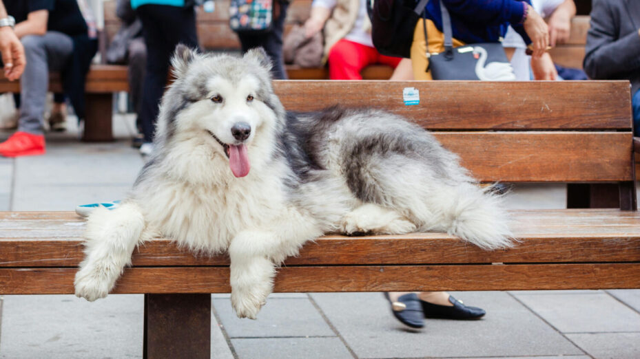 Photo de Julia Filirovska: https://www.pexels.com/fr-fr/photo/animal-chien-animal-de-compagnie-photographie-animaliere-7140803/