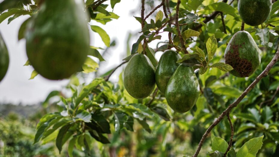 Photo de Matthias Oben: https://www.pexels.com/fr-fr/photo/fruits-d-avocat-accroche-a-l-arbre-3687927/