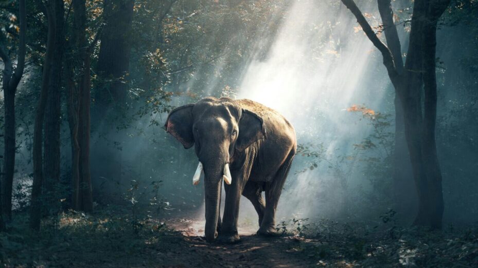 Photo de Pixabay: https://www.pexels.com/fr-fr/photo/vue-d-elephant-dans-l-eau-247431/